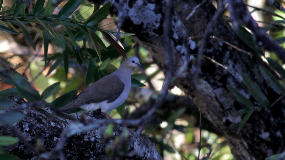Gray-fronted Dove - ML39716921
