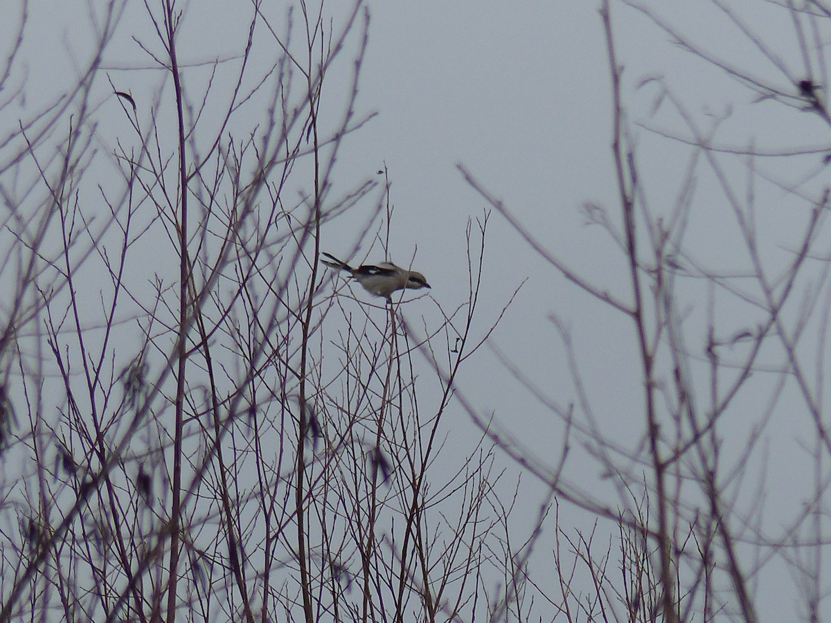 Great Gray Shrike - ML397169911