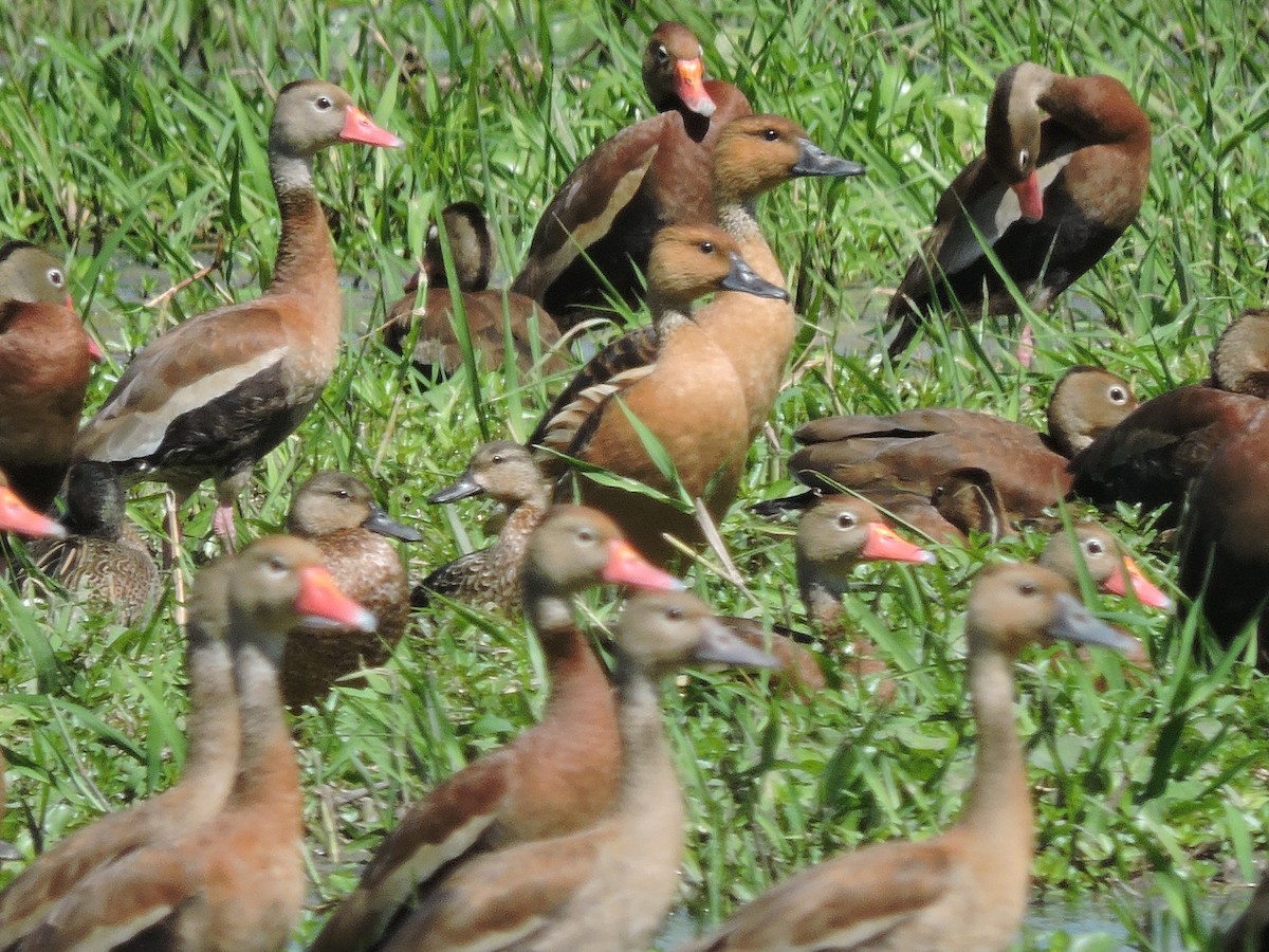 Fulvous Whistling-Duck - ML397169991