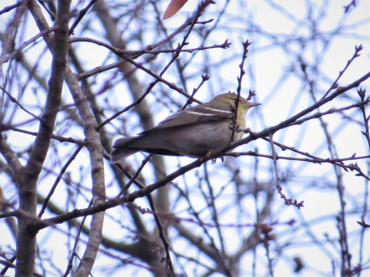 Blackpoll Warbler - John Gerwin