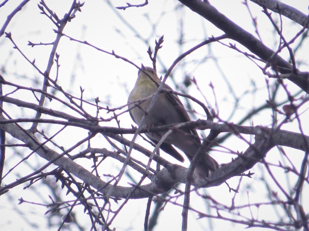 Blackpoll Warbler - ML397170921