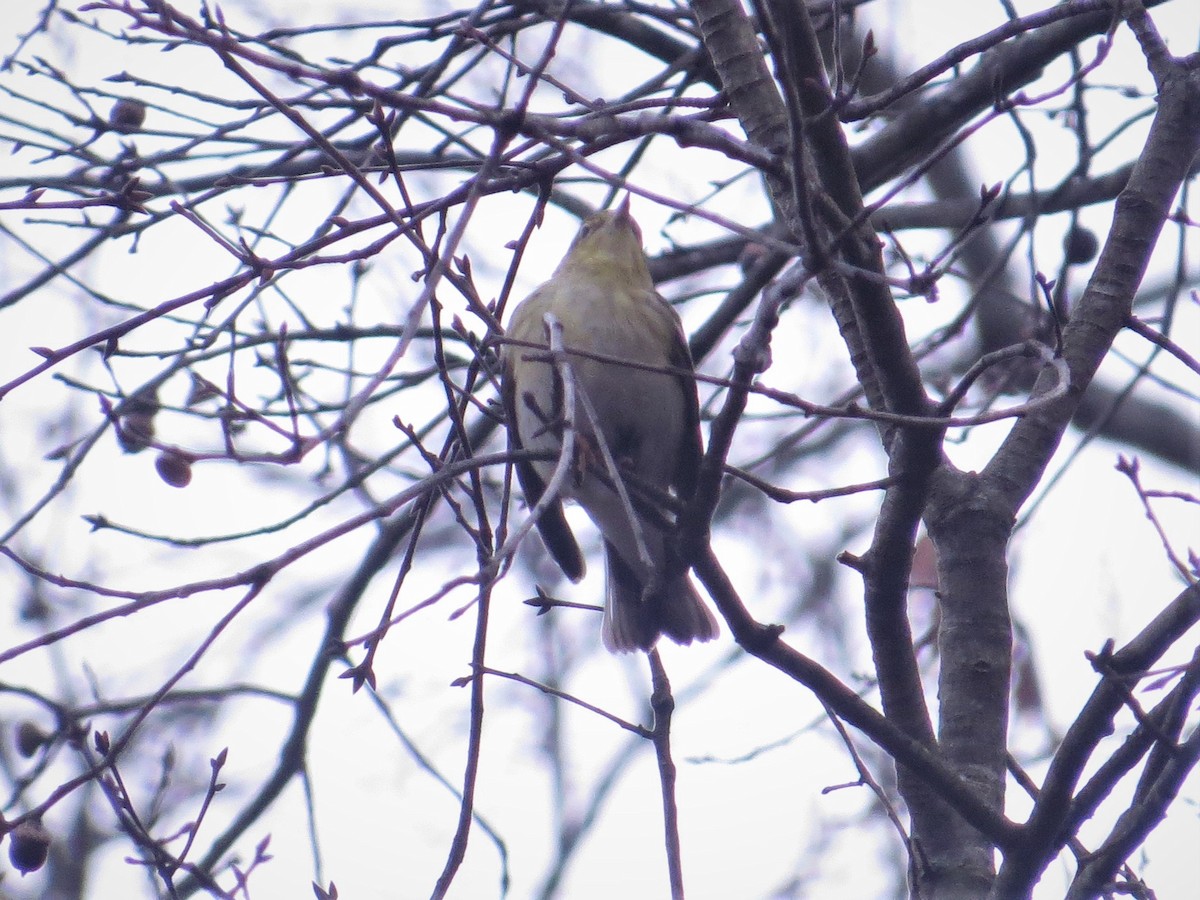 Blackpoll Warbler - ML397170961