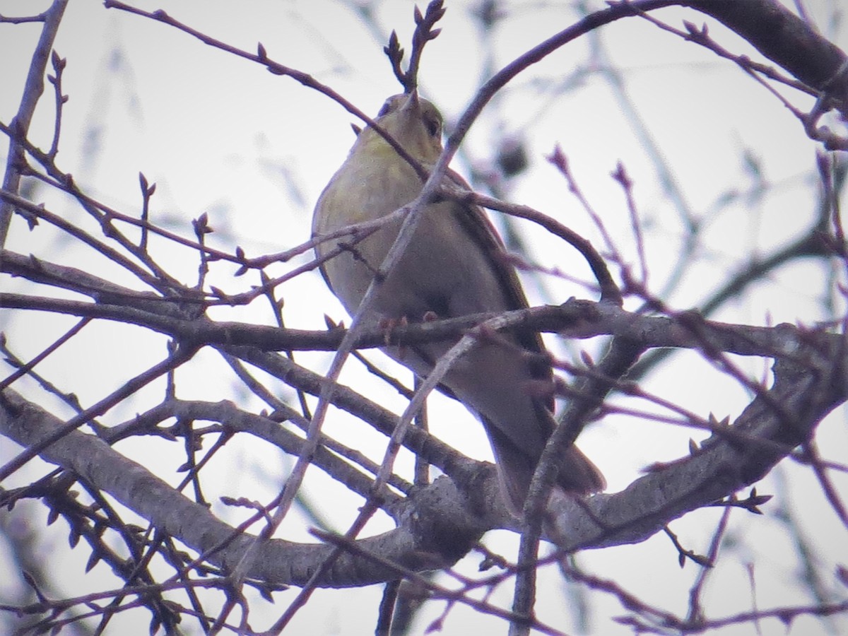 Blackpoll Warbler - John Gerwin