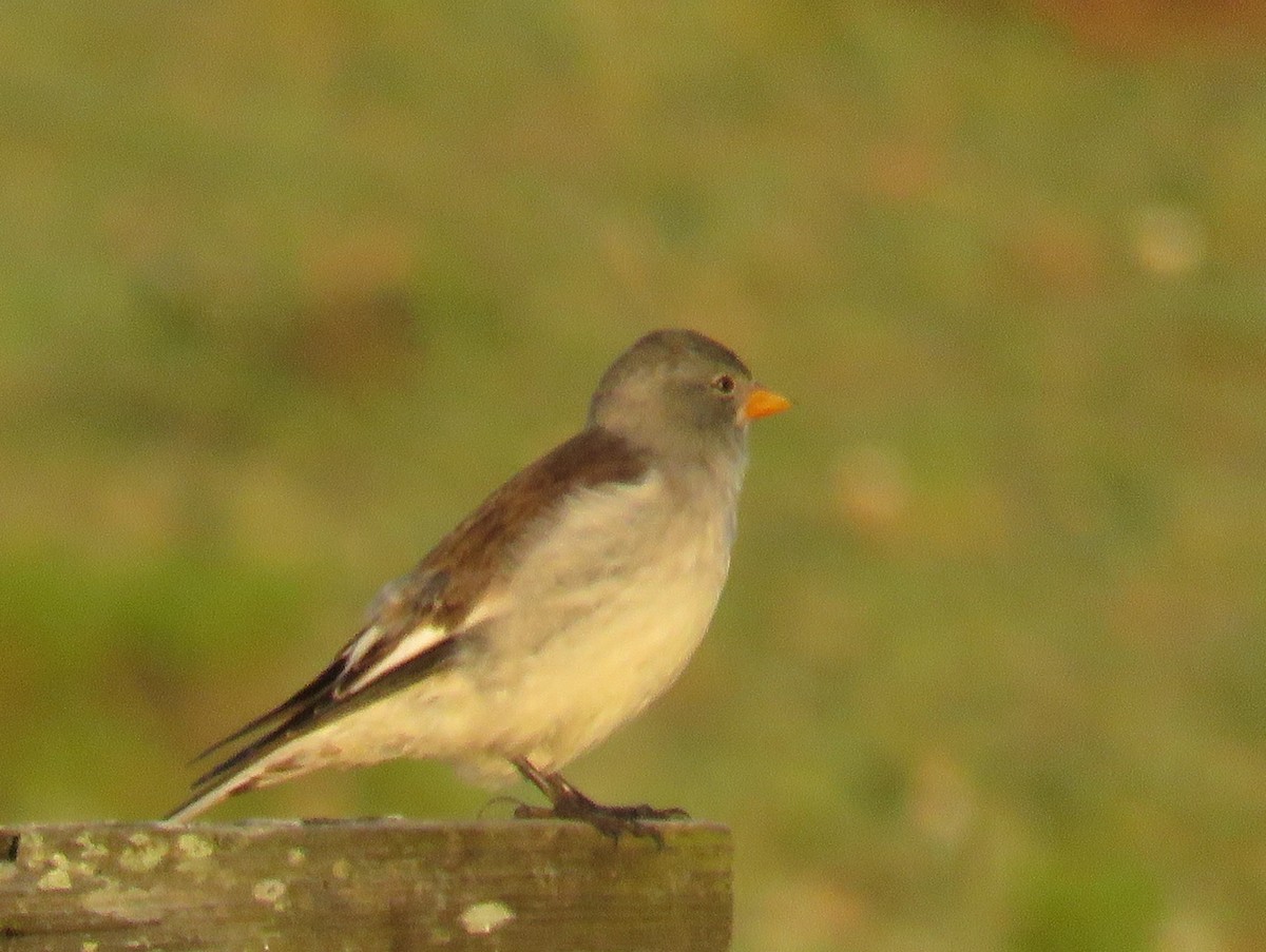 White-winged Snowfinch - ML39717131
