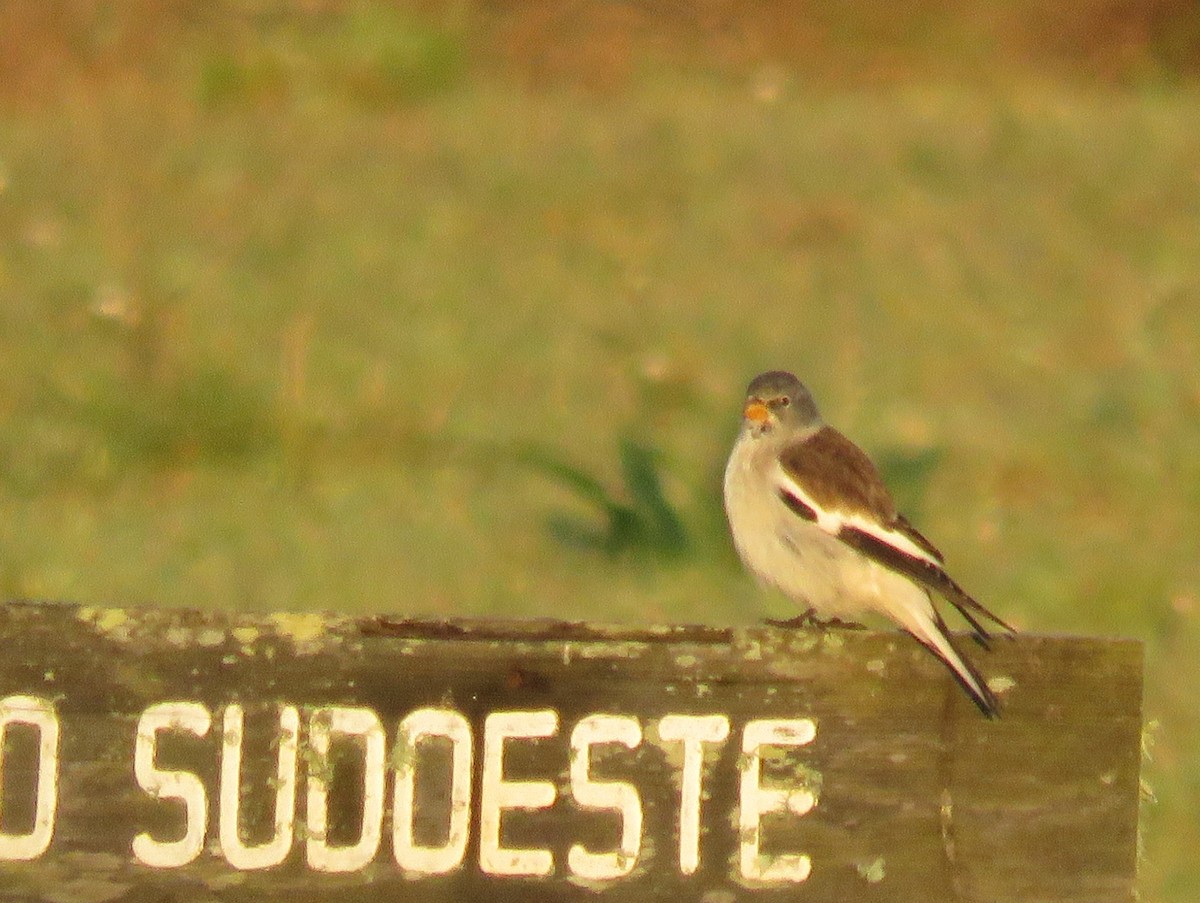 White-winged Snowfinch - ML39717141