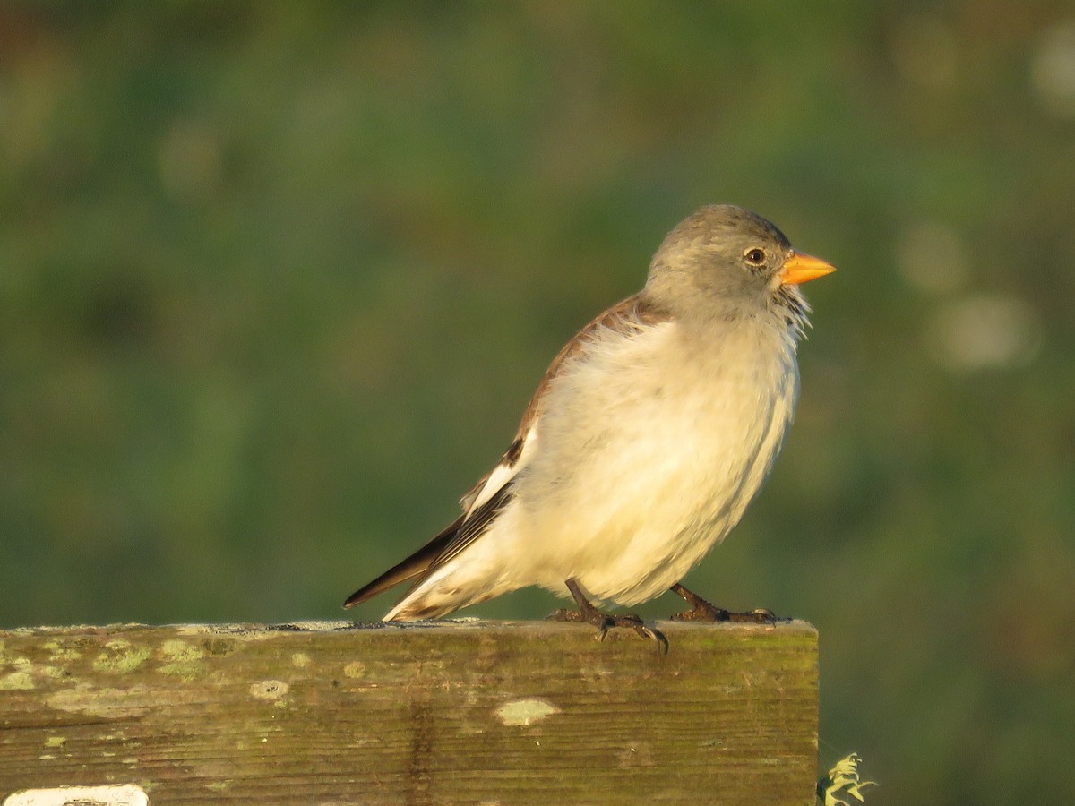 White-winged Snowfinch - ML39717191