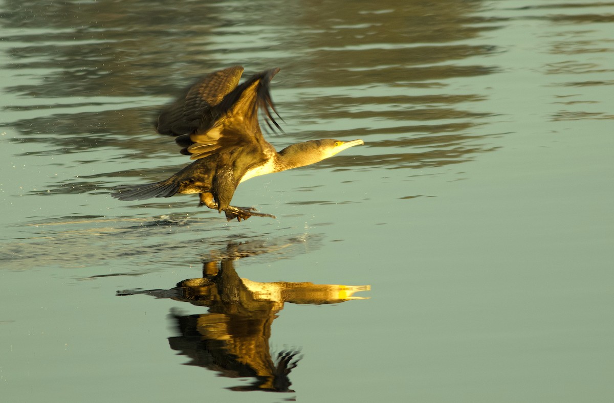 Great Cormorant (Eurasian) - ML397174311