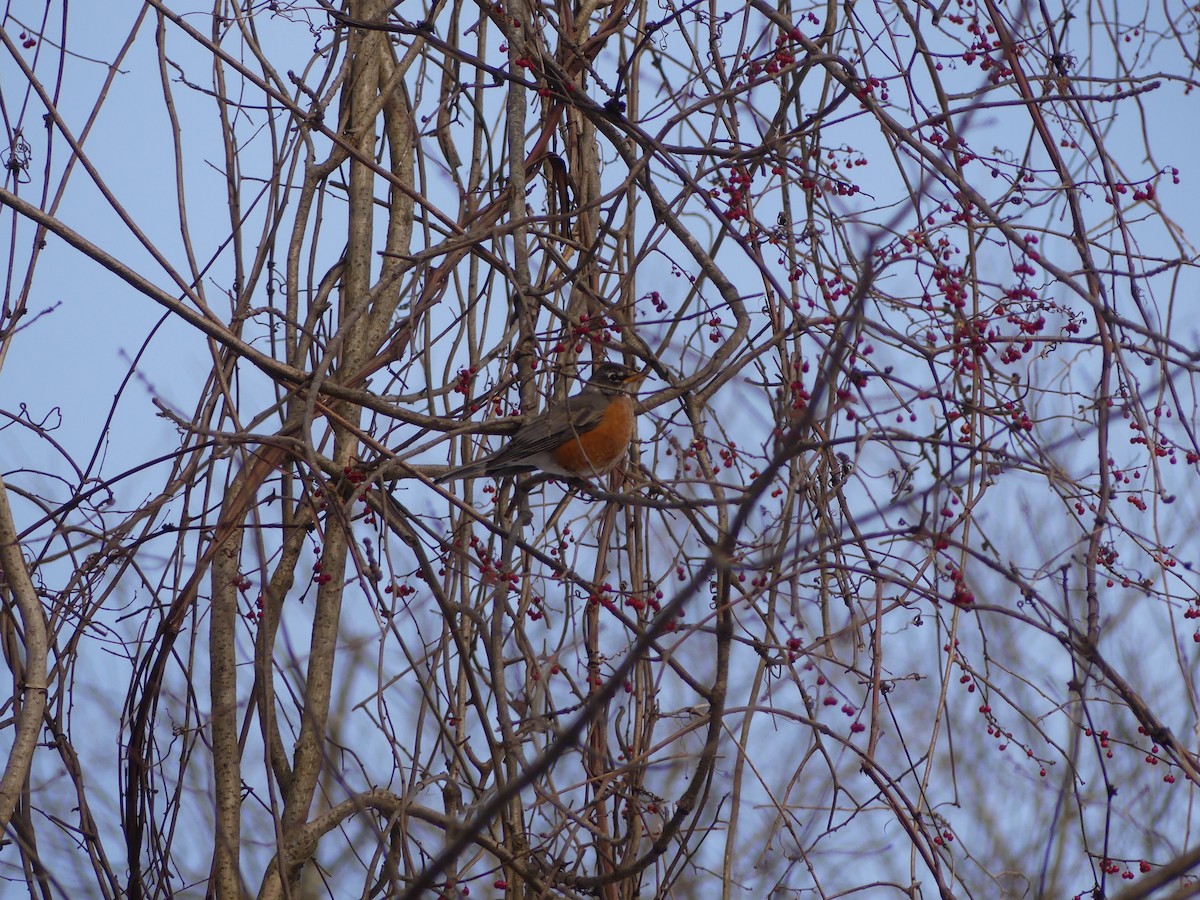 American Robin - ML397174371