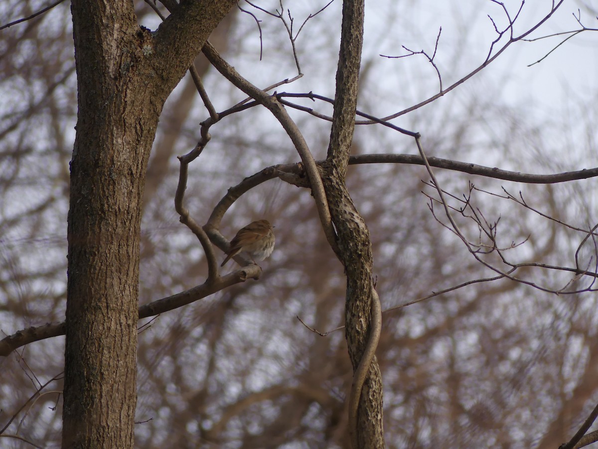 Hermit Thrush - ML397174441