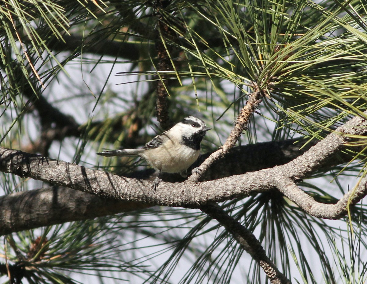 Mountain Chickadee - ML397175311