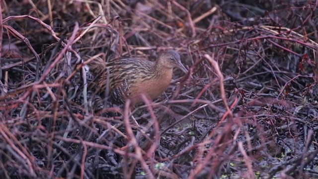 King Rail - ML397175651