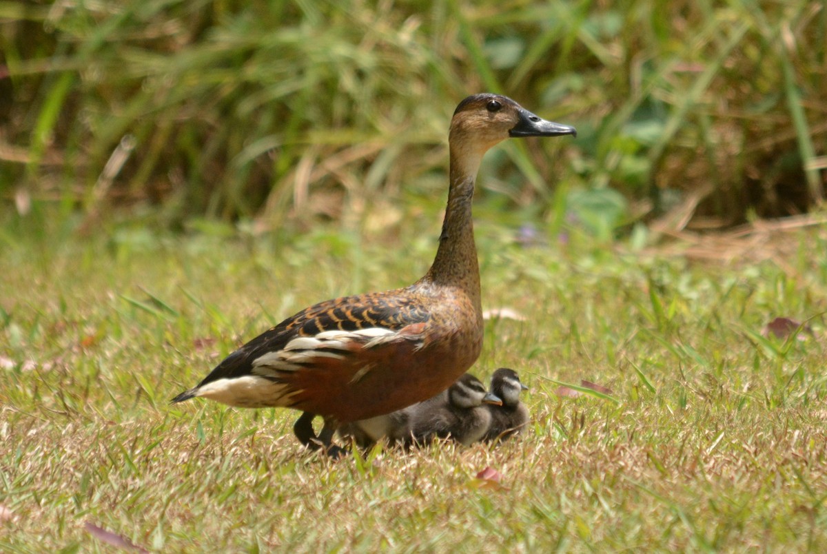 Wandering Whistling-Duck - Glen Angus