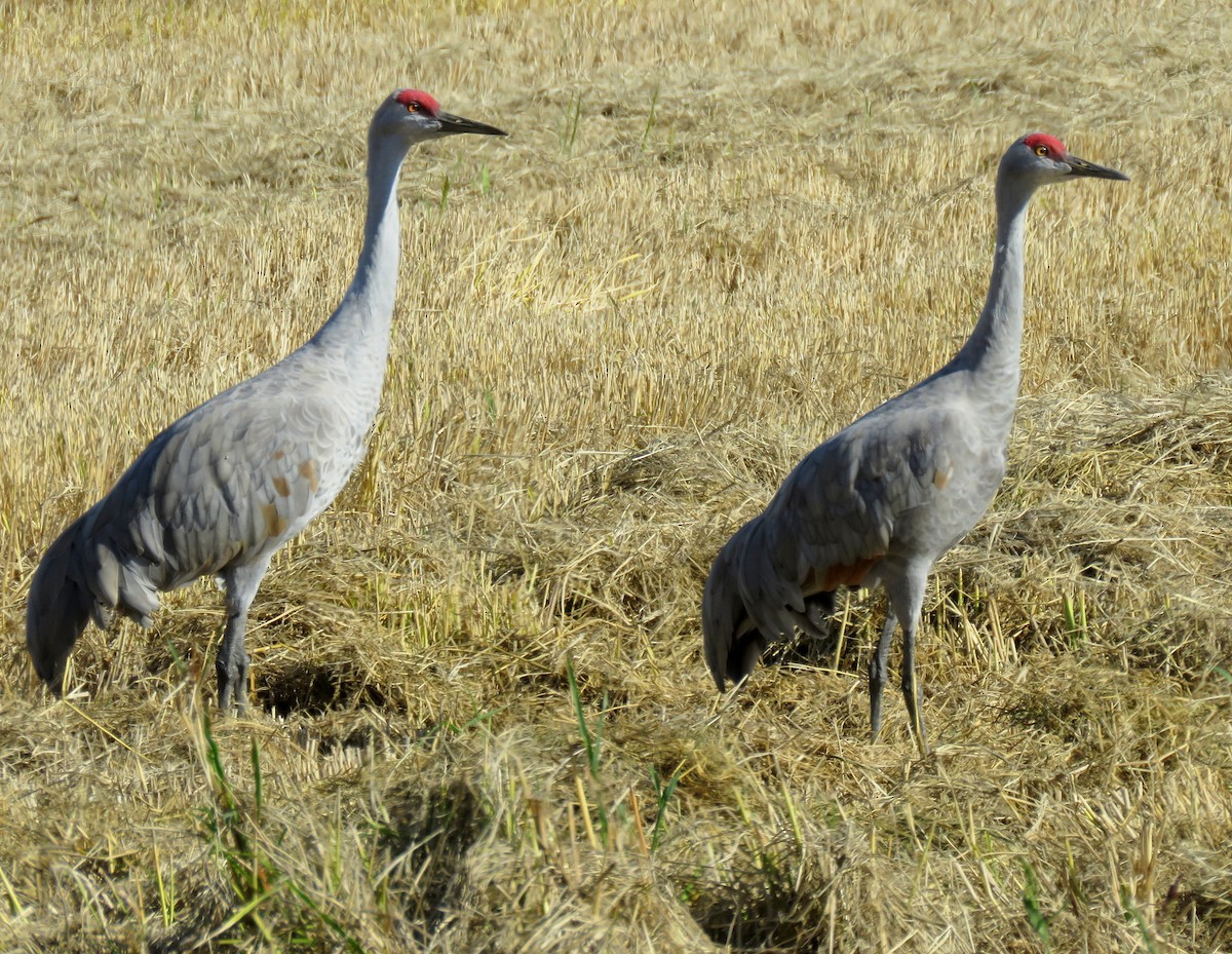 Sandhill Crane - ML39717701