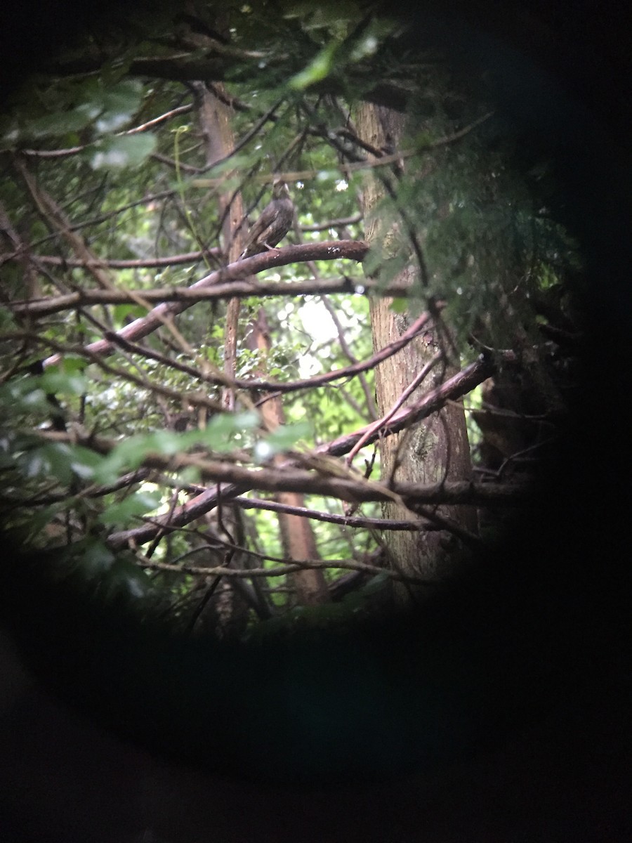 Brown-eared Bulbul - ML397178531