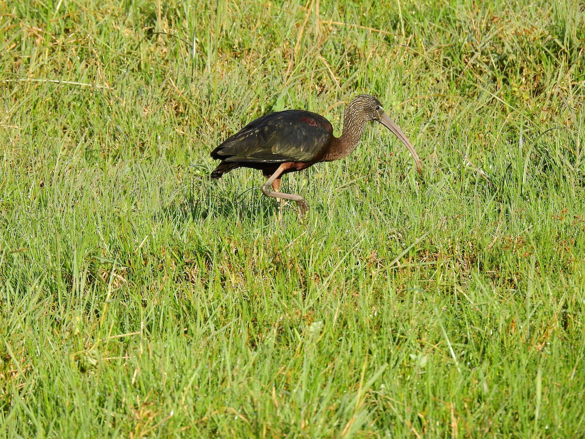 ibis hnědý - ML397178591