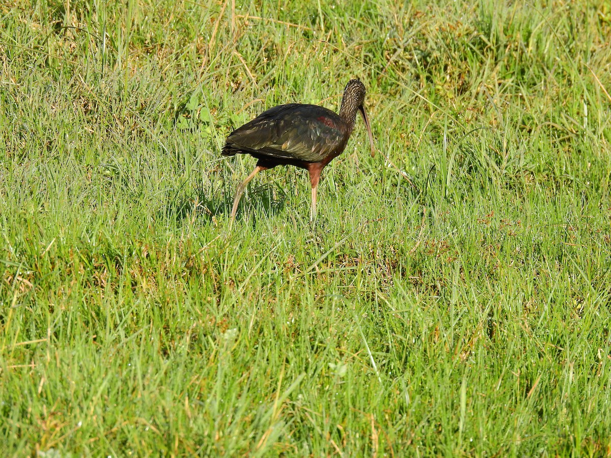 ibis hnědý - ML397178811