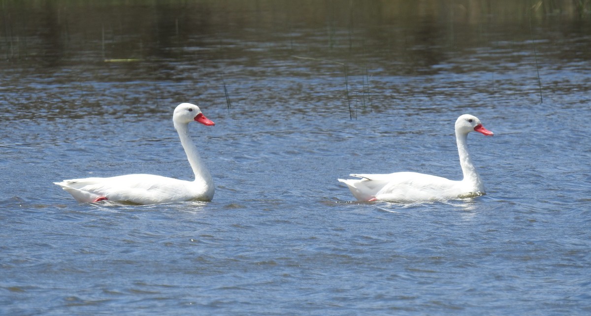 Coscoroba Swan - ML39718101