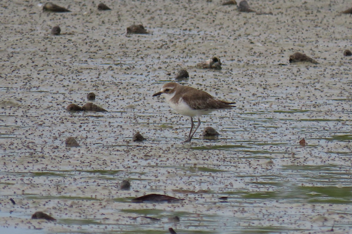 Tibetan Sand-Plover - David Orth-Moore