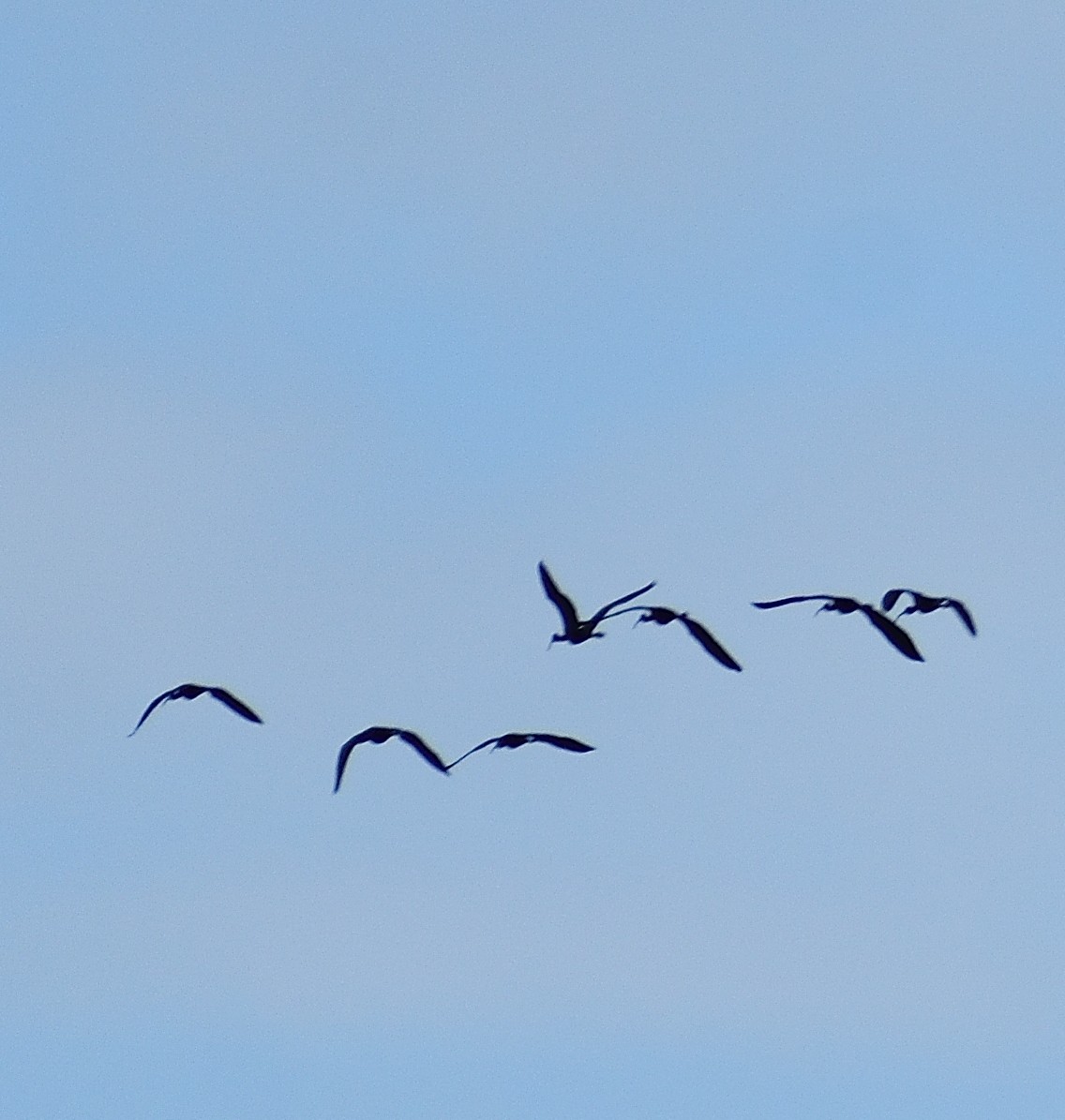 ibis hnědý - ML397181511