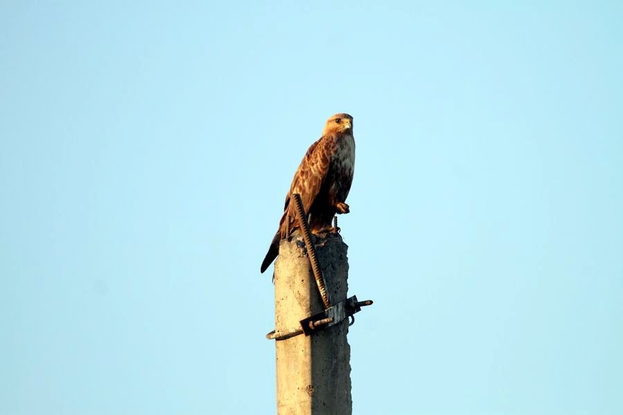 Common Buzzard (Steppe) - ML397183791