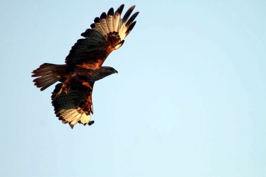 Common Buzzard (Steppe) - ML397183801