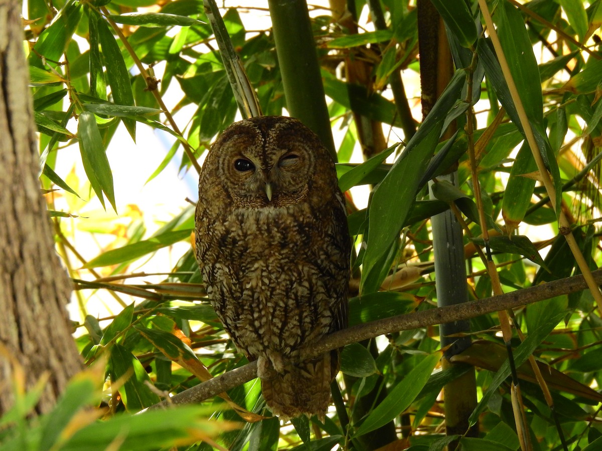 Maghreb Owl - Thibault Dieuleveut