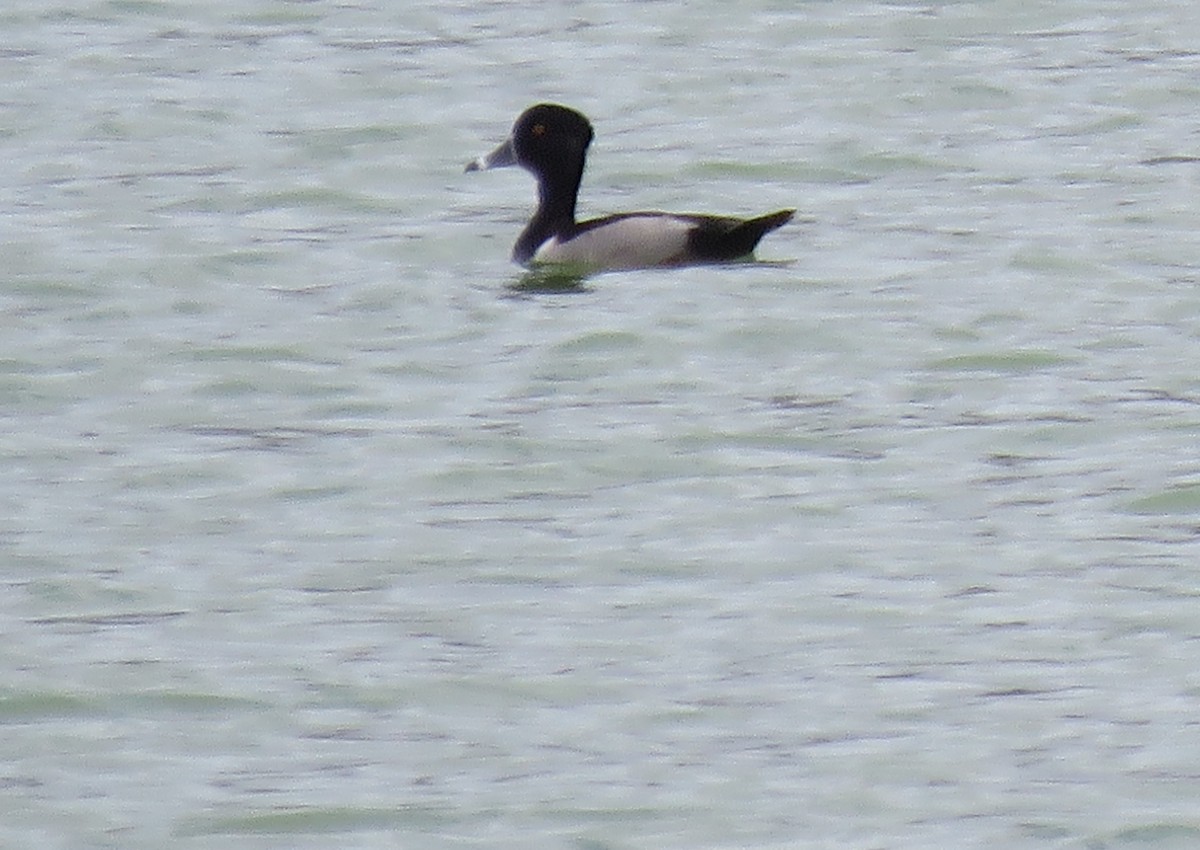 Ring-necked Duck - ML397185971