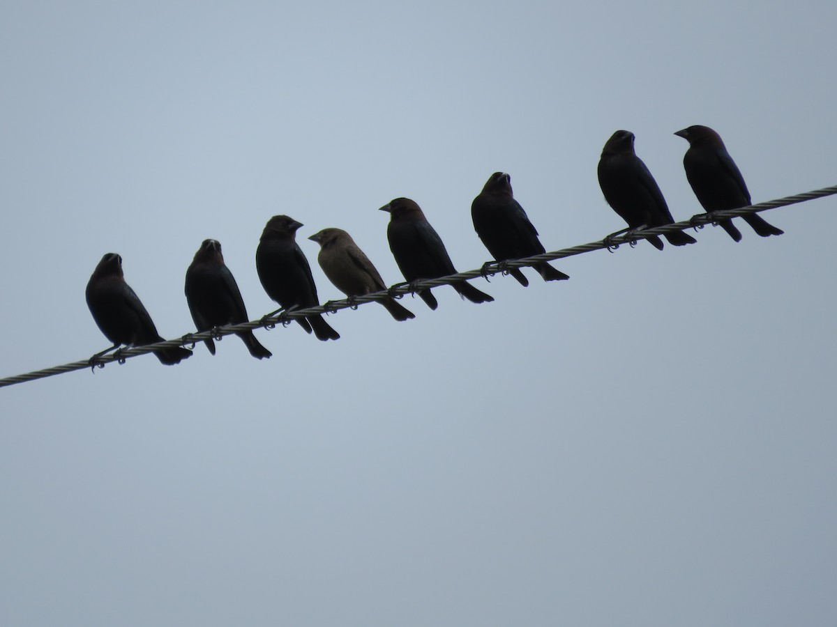 Brown-headed Cowbird - ML397186101