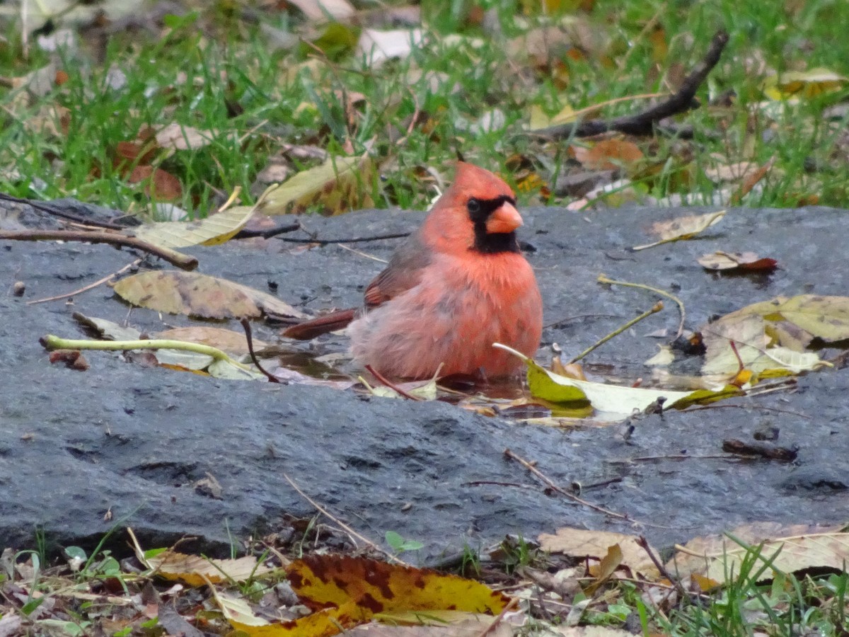 Northern Cardinal - ML397187931
