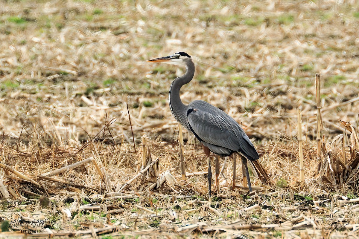 Great Blue Heron - ML397188101