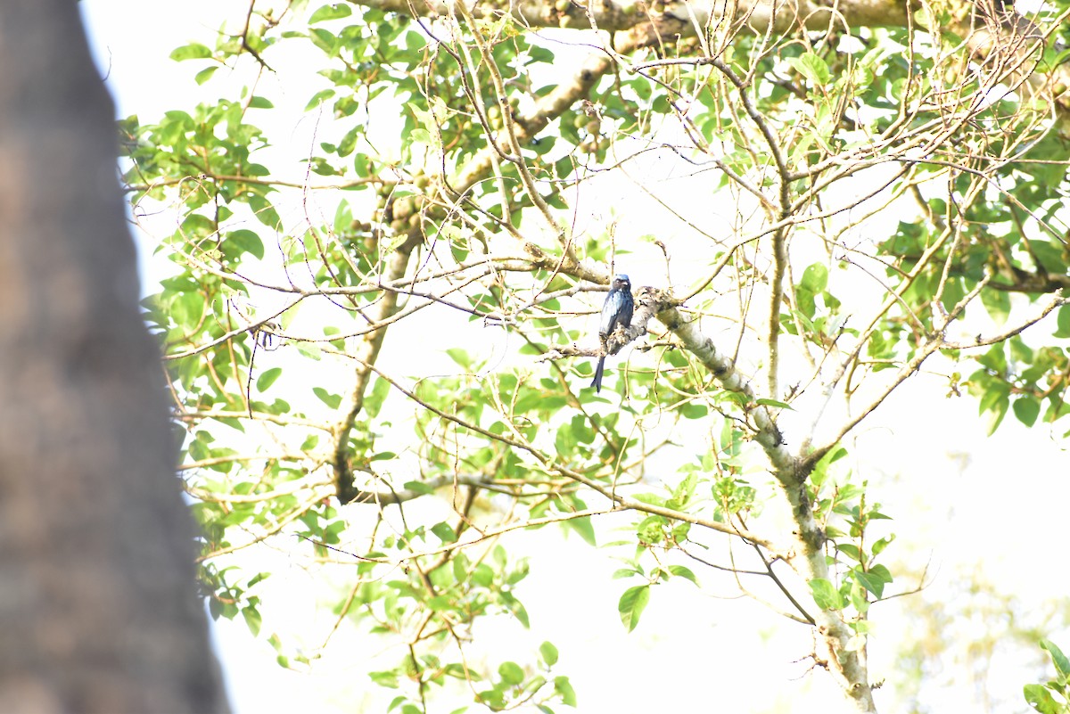 Drongo Bronceado - ML397188421