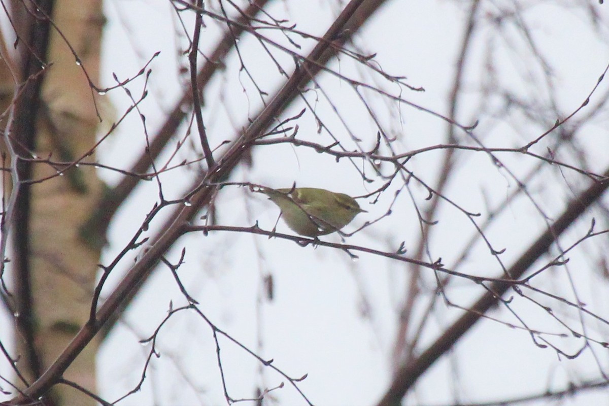 Hume's Warbler - ML397188641