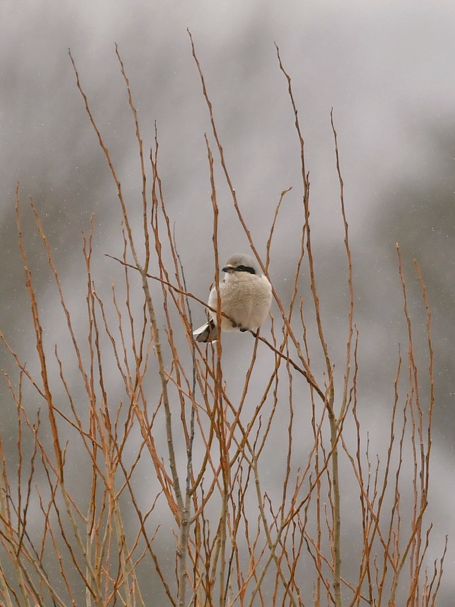 Northern Shrike - Bill Massaro