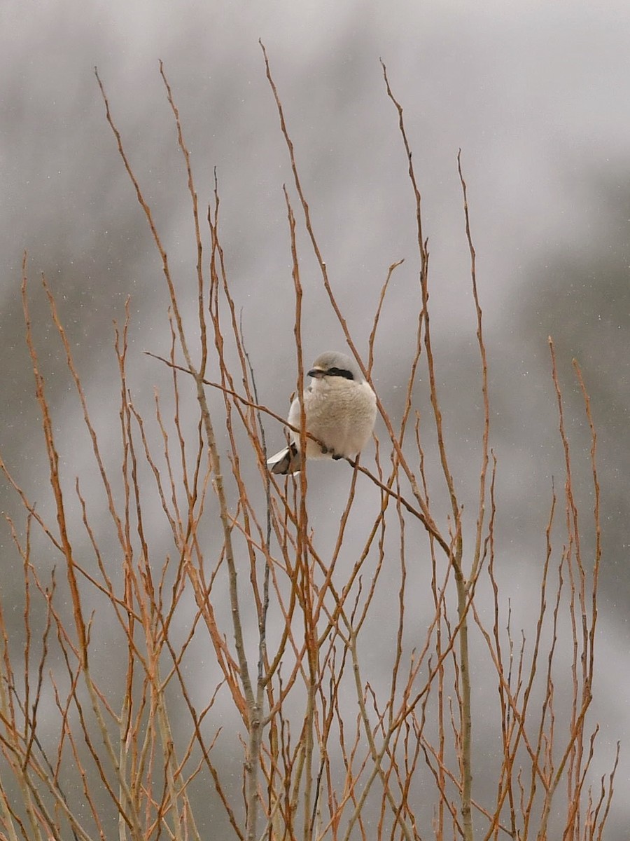 Northern Shrike - Bill Massaro