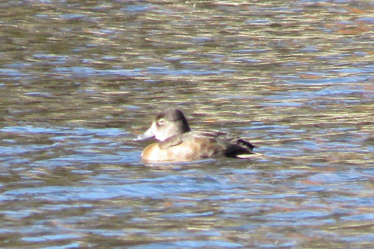 Ring-necked Duck - ML39718931