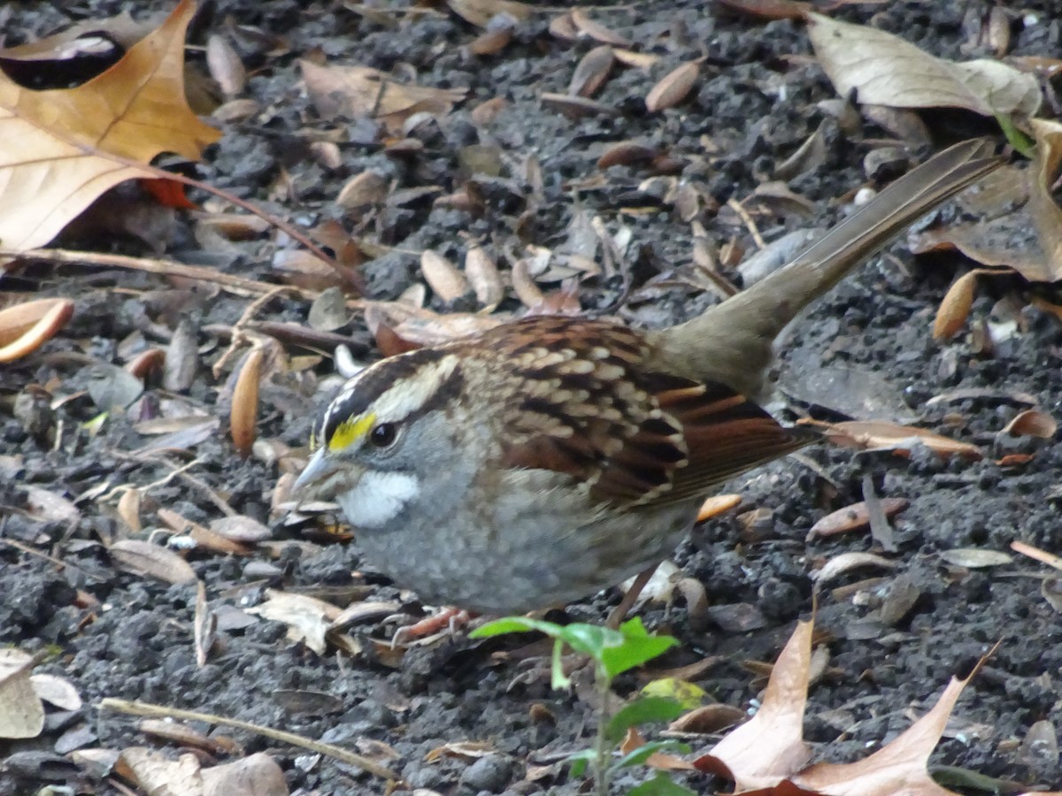 White-throated Sparrow - ML397190621
