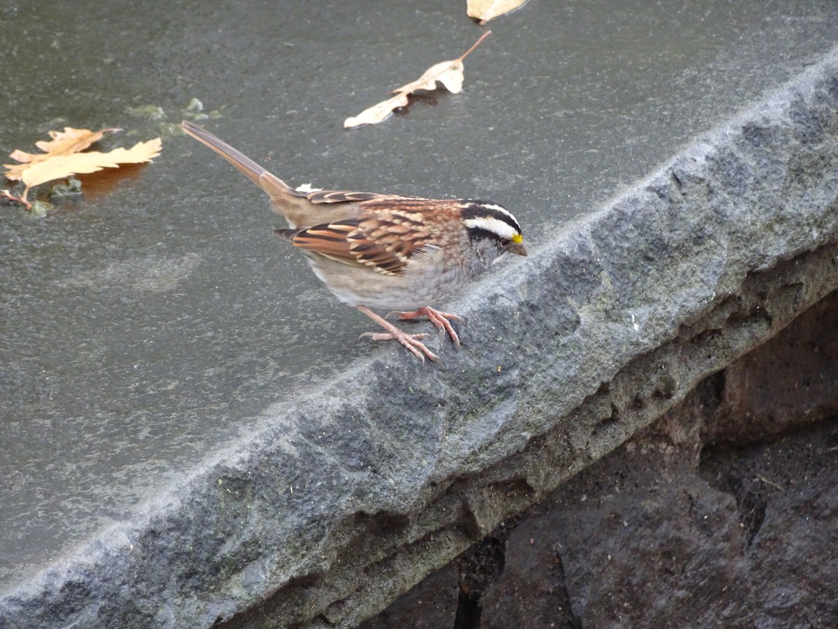 White-throated Sparrow - ML397190641