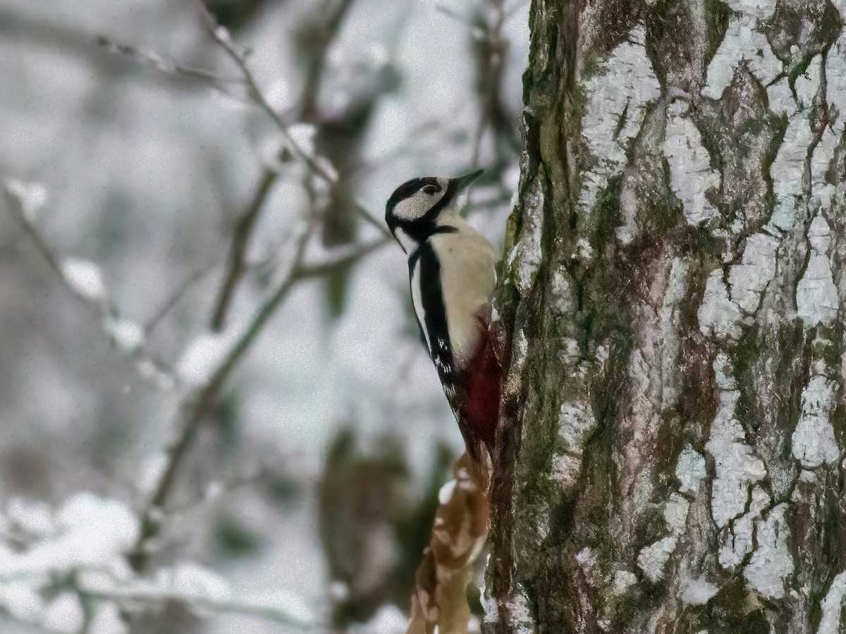 Great Spotted Woodpecker - ML397190861