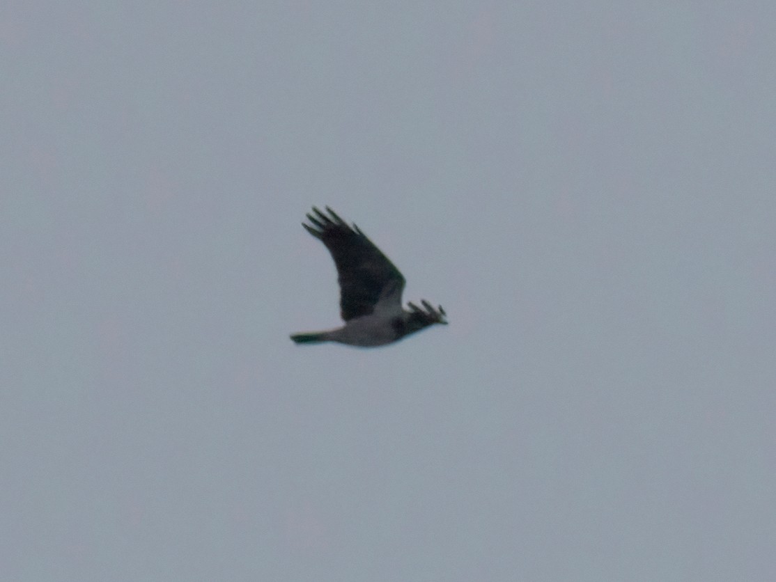 Hooded Crow - ML397190961