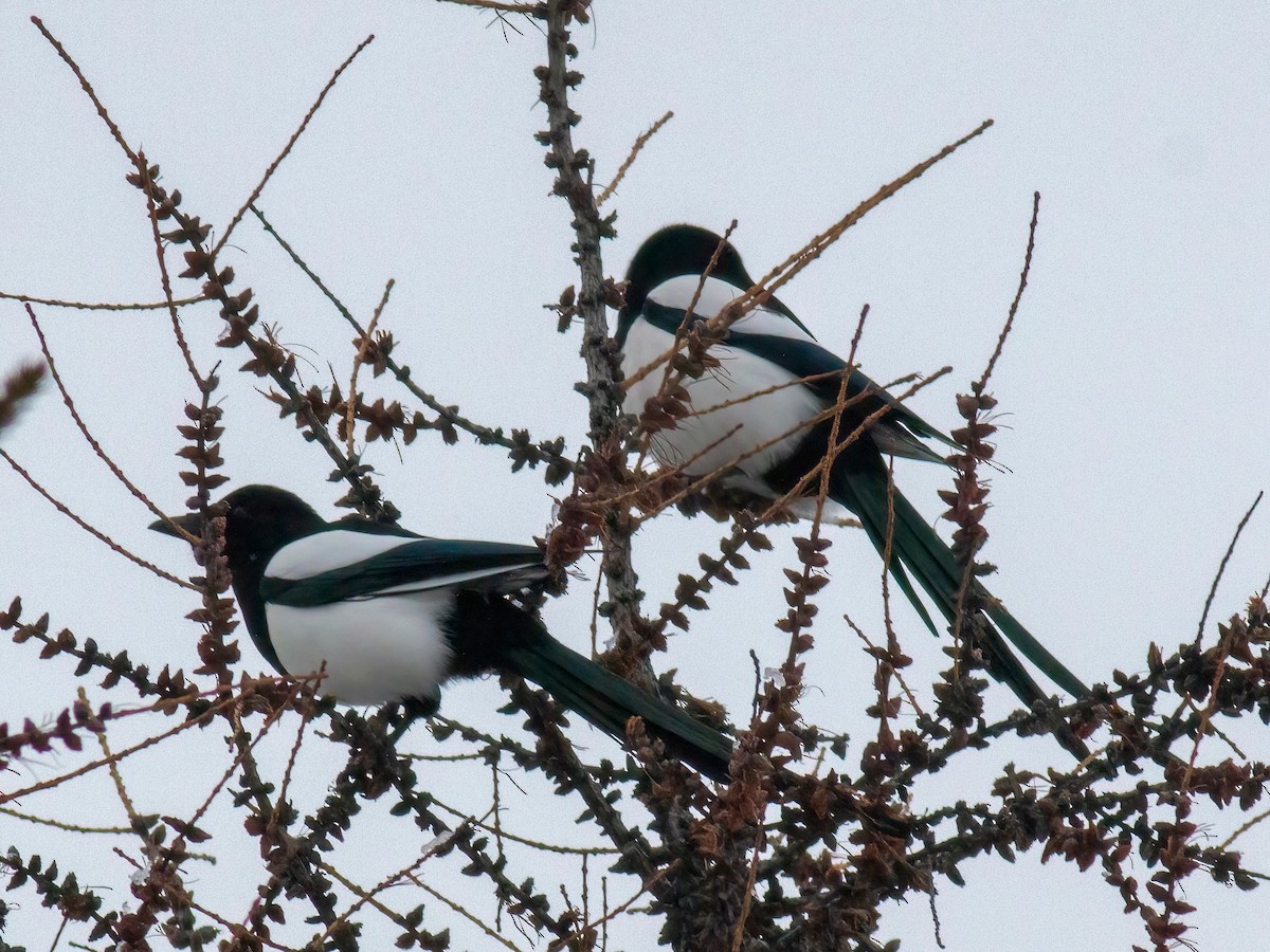 Eurasian Magpie - ML397191091