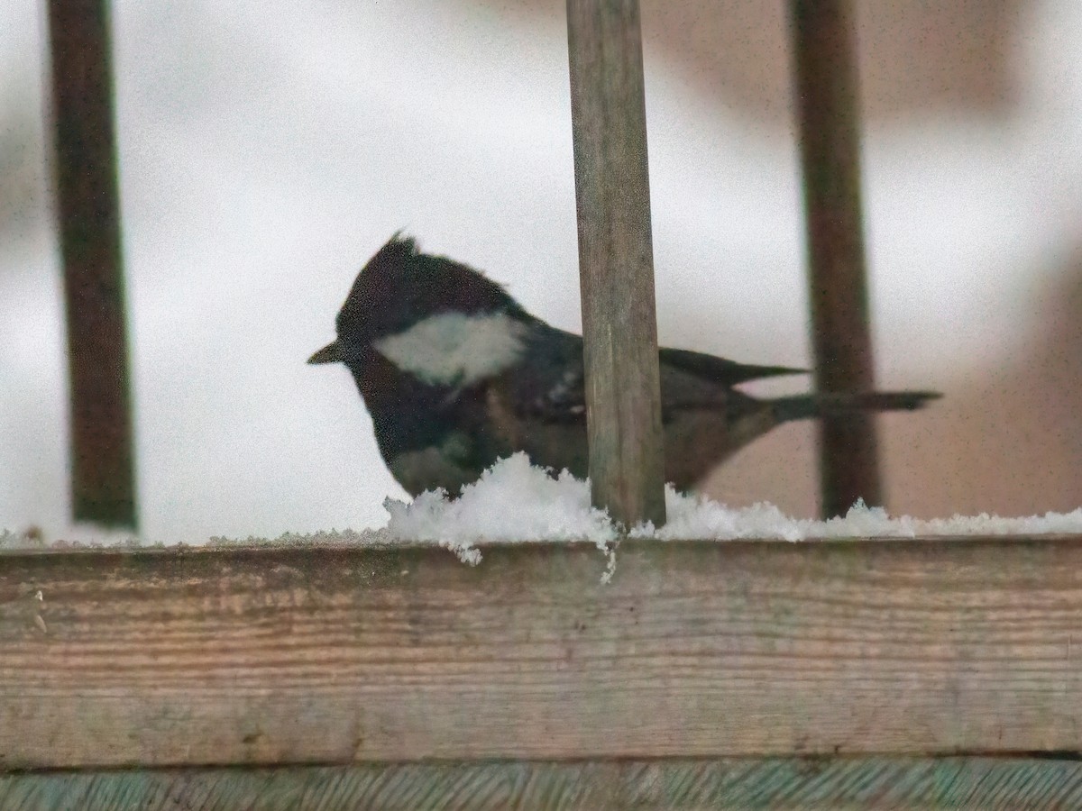 Coal Tit - ML397191121