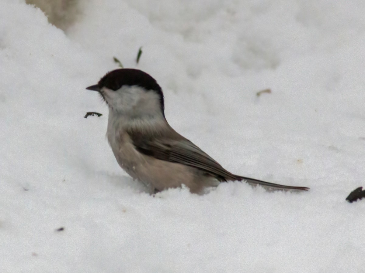 Willow Tit - ML397191161