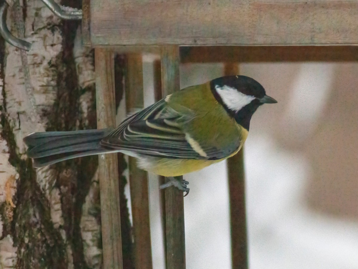 Great Tit - ML397191241