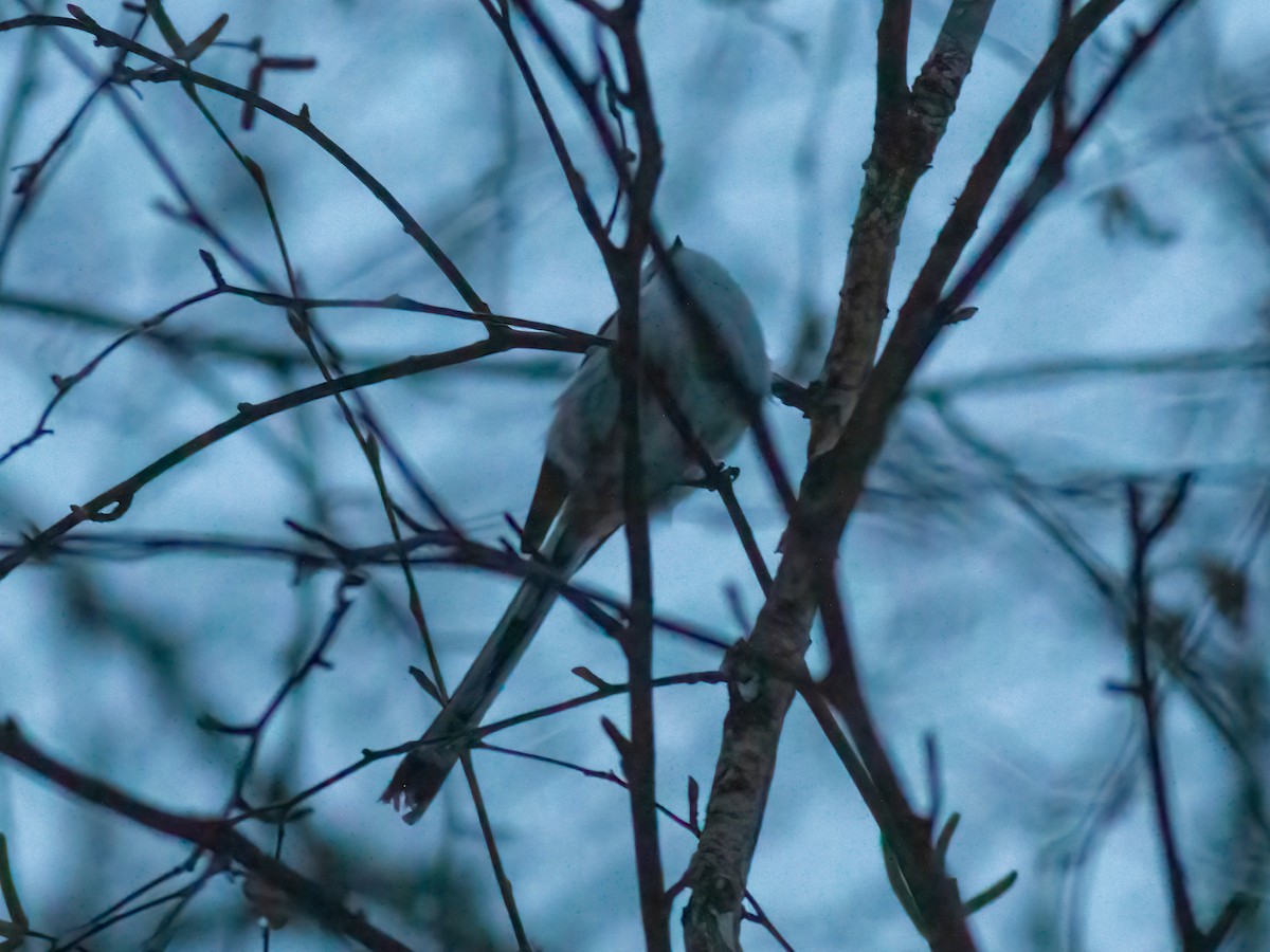 Long-tailed Tit - ML397191301