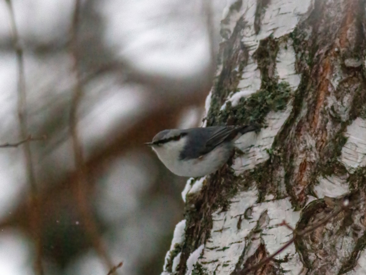 Eurasian Nuthatch - ML397191361