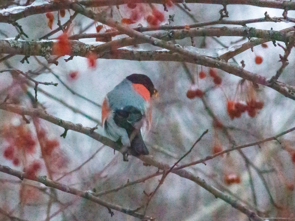 Eurasian Bullfinch - ML397191491