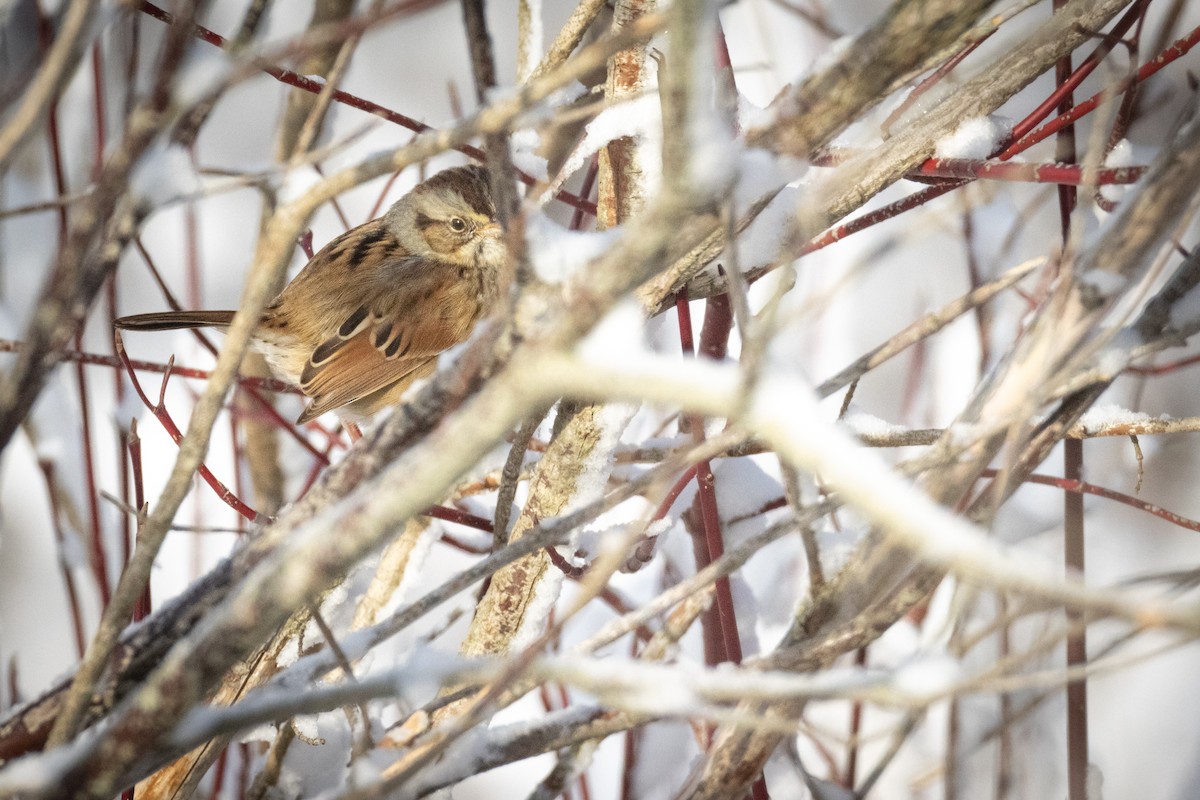 Swamp Sparrow - ML397192521