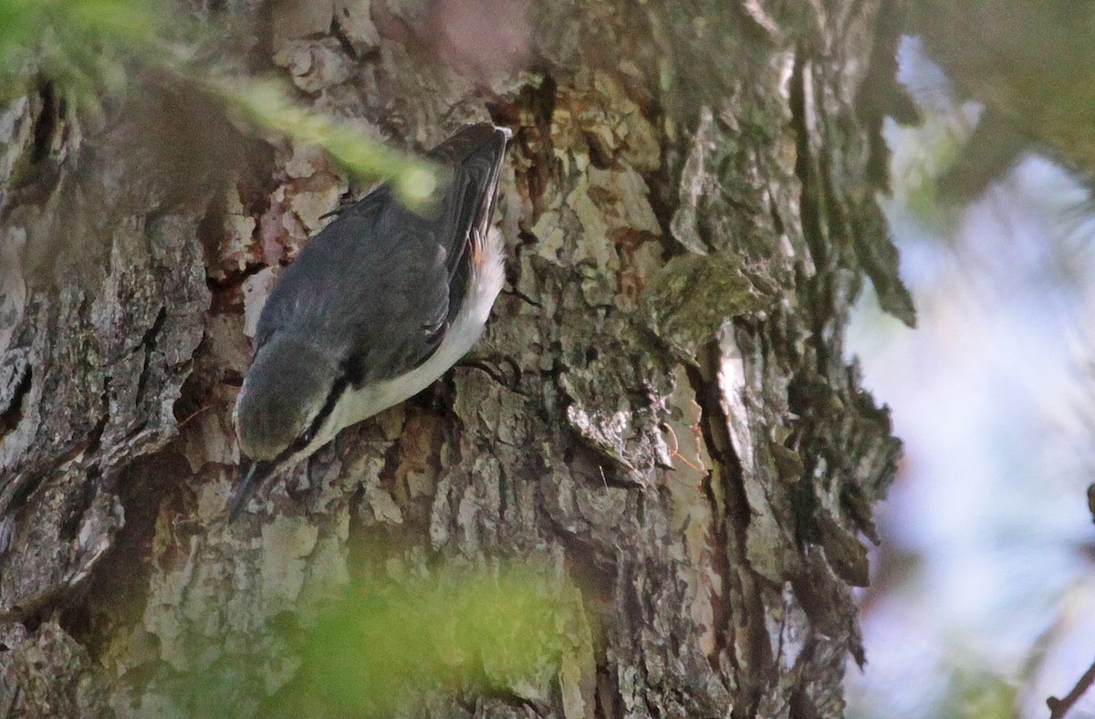 Eurasian Nuthatch - ML397192711