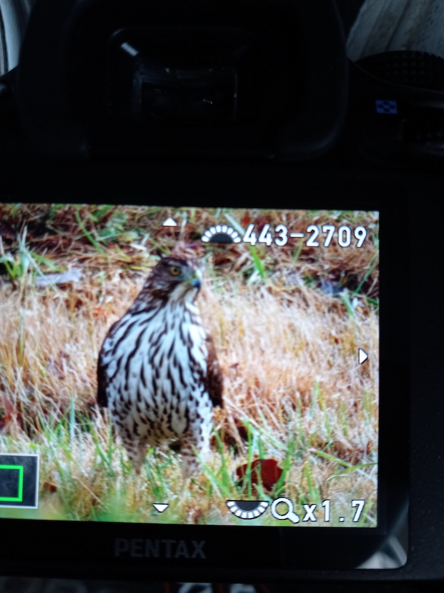 Cooper's Hawk - ML397193241