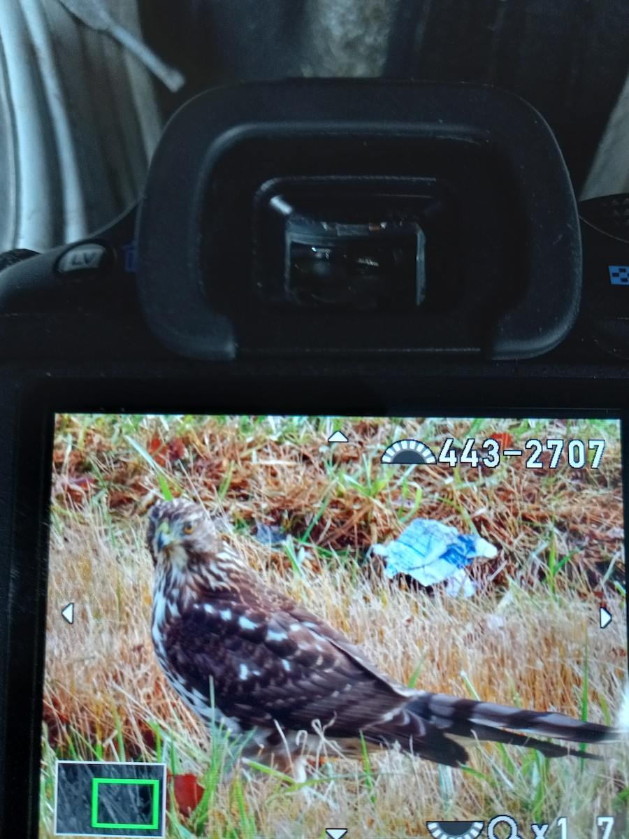 Cooper's Hawk - ML397193291